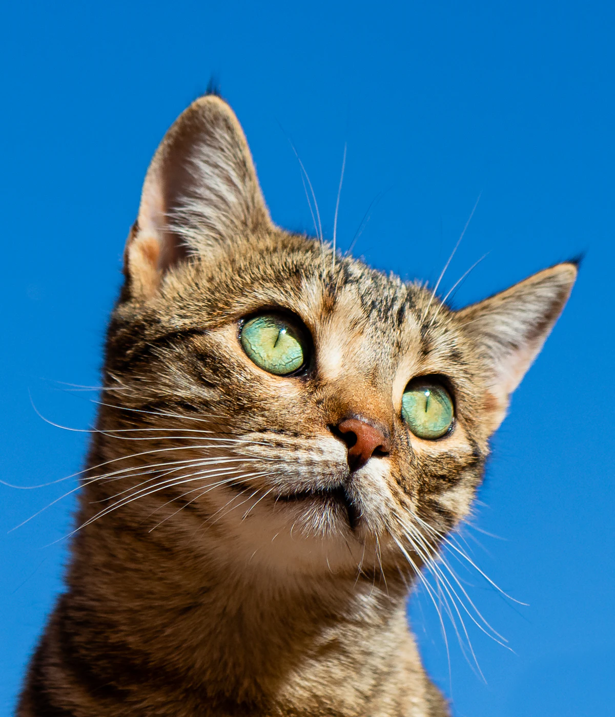 Cats