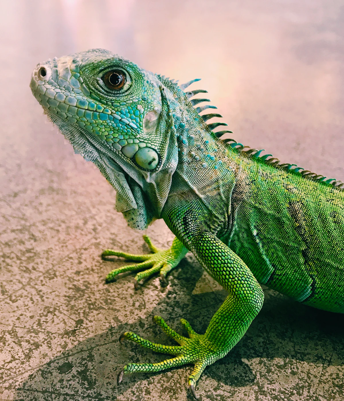 Reptiles